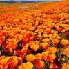 ssarahflowers